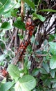 A dense group of insect bedbugs-soldiers sitting on a branch of a shrub. An insect of the family krasnoklopov.