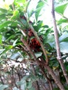 A dense group of insect bedbugs-soldiers sitting on a branch of a shrub. An insect of the family krasnoklopov.