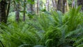 dense forest fern just off the path