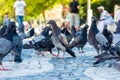 Dense Group of Pigeons with Single Pigeon Sunny City Ur