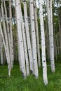 Dense group of Quaking Aspen Trees Royalty Free Stock Photo