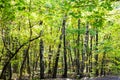 dense group of trees in forest in sunny autumn day