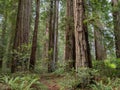 Coast Redwood Grove, California Forest