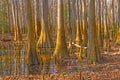 Dense Growth in a Bottomland Forest Royalty Free Stock Photo