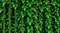 Close up of vibrant green leaves Royalty Free Stock Photo