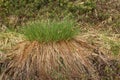 Dense hassock of Carex nigra, the common sedge