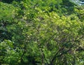 The Dense Interweaving of Branches and Foliage of Trees Formed a Kind of Green Relief Pattern