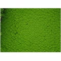 Dense, intricate pattern of bright green moss (Bryophyta) covers a surface, resembling Royalty Free Stock Photo