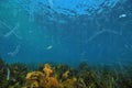 Dense jelly plankton in blue water above sea weeds