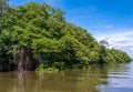 Dense jungle foliage along a river in Asia Royalty Free Stock Photo