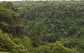 Dense Jungle of Western Ghats