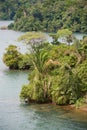 Dense jungle by lake