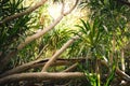 Dense jungle in Thailand, Ko Kham island