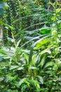 Dense jungle thickets with bright grass, long lianas on a sunny day. Nature fauna plants