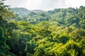 Dense jungle vegetation above hidden Palenque archeological site of old Mayan civilization Royalty Free Stock Photo