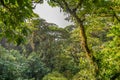 Dense jungle vegetation as seen from a canopy bridge Royalty Free Stock Photo