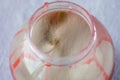 Dense layer of grey mildew Botrytis cinerea growing on red toy slime in a jar