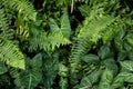 Dense leafy arrowhead plant with fishbone fern growing amongsit