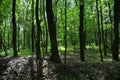 A dense leafy forest landscape. A young temperate deciduous green forest in spring Royalty Free Stock Photo