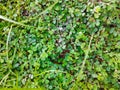 Dense Leafy Ground Cover Royalty Free Stock Photo