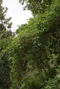 Dense Leaves and Catkins on a Chinese Wing-Nut Tree in Seattle, Washington