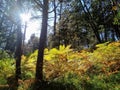 Dense lush forest vegetation illuminated by the sun\'s rays