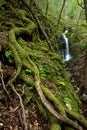 Dense Lush Forest and Waterfall Royalty Free Stock Photo
