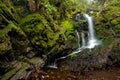 Dense Lush Forest and Waterfall Royalty Free Stock Photo