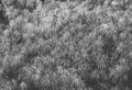 Dense lush grass top view background in black and white