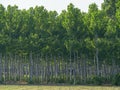 Dense Lush Vegetation of Very Close Poplar Trees