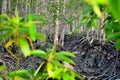 A dense mangrove forest with tangled roots and green leaves. The exposed roots create a complex network