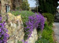 Stone wall with Royal Violet or Aubrieta plants