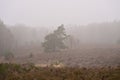 Dense mist shrouds a pine tree and a bare deciduous tree overlooking a vast field of brown heather. Royalty Free Stock Photo