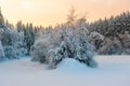 Dense mixed forest under snow Royalty Free Stock Photo