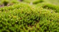 Dense moss, likely from the subclass Royalty Free Stock Photo