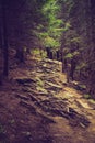 Dense mountain forest and path between the roots of trees.