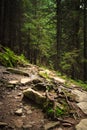 Dense mountain forest and path between the roots of trees.