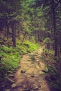 Dense mountain forest and path between the roots of trees.