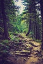 Dense mountain forest and path between the roots of trees.