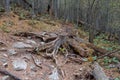 Dense mountain forest, roots and stumps stick out of the ground