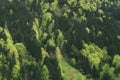 Dense mountain forest with a vibrant mix of deep green conifers and bright green deciduous trees, creating a natural textured Royalty Free Stock Photo