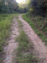 Dense nature, green trees, plants and weeds