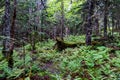 Dense nature in the middle of a Regional Park