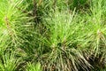 dense needles of pine branches on pinus radiata or insignis pine tree