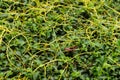 close up of dodder or amarbel Royalty Free Stock Photo