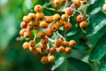 Dense orange berry clusters and pinnate leaves of the mountain ash, or rowan, tree, Sorbus aucuparia