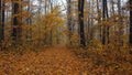 Dense orange forest in the fog. Autumn walk in the woods on the fallen colorful leaves.