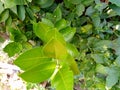 dense orange leaves photographed in the morning from above