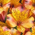 Dense Overhead Peruvian Lily Pattern with Vibrant Hues Royalty Free Stock Photo