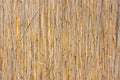 Dense, pale brown dry grass reeds texture makes vertical stripes with depth of field Royalty Free Stock Photo